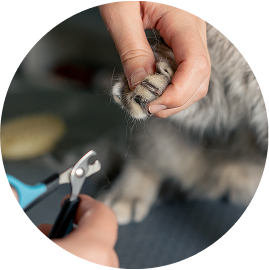 De nagels van een kat worden voorzichtig geknipt