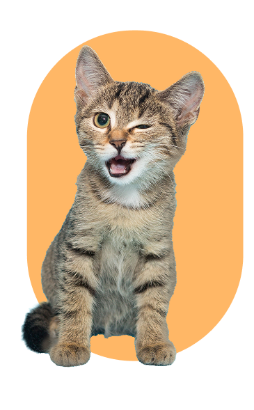 Een jonge kitten knipoogt naar de camera